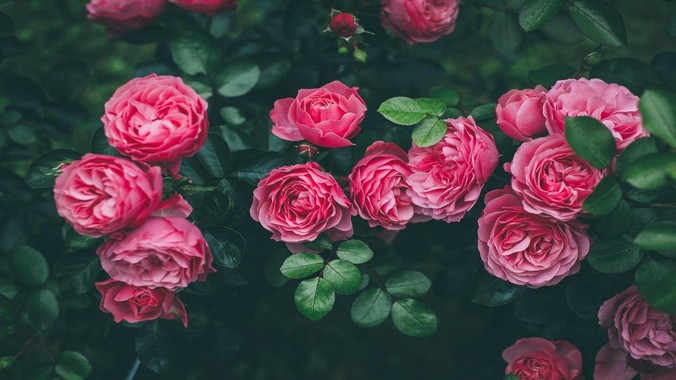 /detail/5524.html